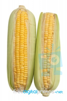 Corn Cob Isolated Stock Photo