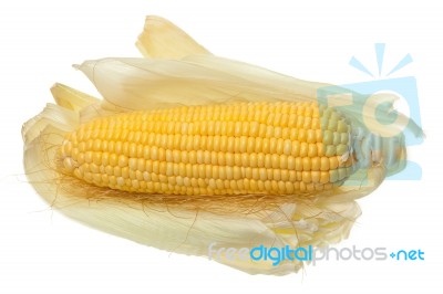 Corn Ear Isolated Stock Photo