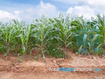 Corn Farm Stock Photo