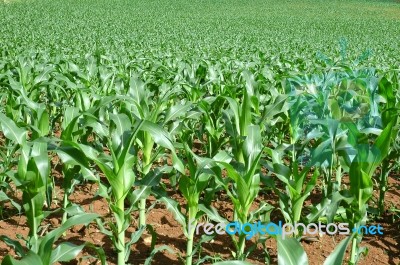 Corn Field Stock Photo