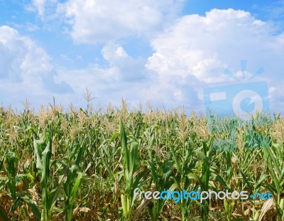 Corn Field Stock Photo