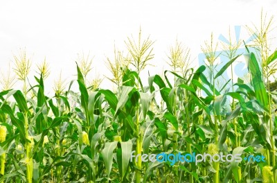 Corn Field Stock Photo