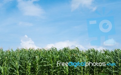 Corn Field Green Meadow Farm And Blue Sky Stock Photo