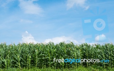 Corn Field Green Meadow Farm And Blue Sky Stock Photo