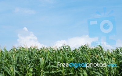 Corn Field Green Meadow Farm And Blue Sky Stock Photo