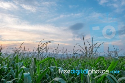 Corn Field Green Meadow Farm And Blue Sky In Twilight Stock Photo