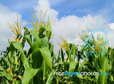 Corn Field Under Cloudy Blue Sky Stock Photo