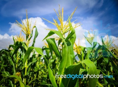 Corn Field Under Cloudy Blue Sky Stock Photo