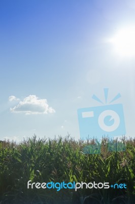 Corn Field With Blue Sky Stock Photo