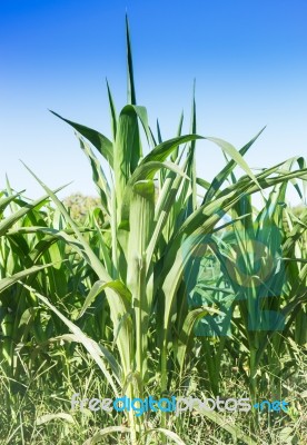 Corn Field With Blue Sky Stock Photo