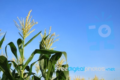 Corn Flower In Blue Sky Stock Photo