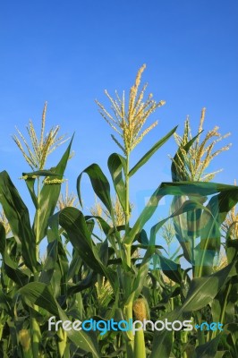 Corn Flower In Field Stock Photo