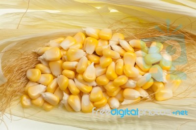 Corn Grain Stock Photo