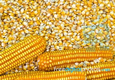 Corn Grains Stock Photo