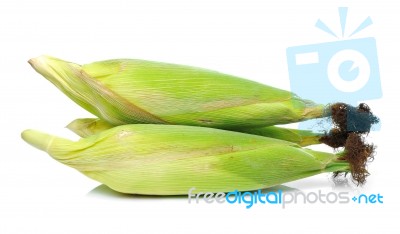 Corn Isolated On White Background Stock Photo