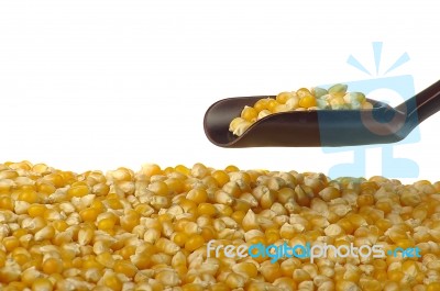 Corn Seeds Stock Photo