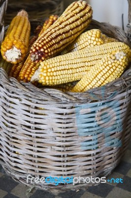 Corncobs On A Basket Stock Photo