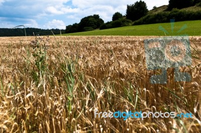 Cornfield Stock Photo