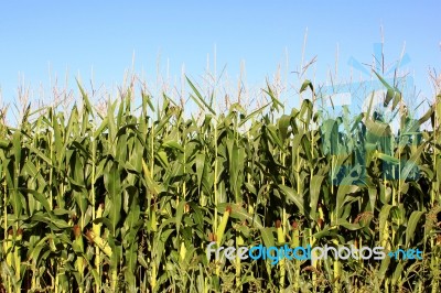 Cornfield Stock Photo