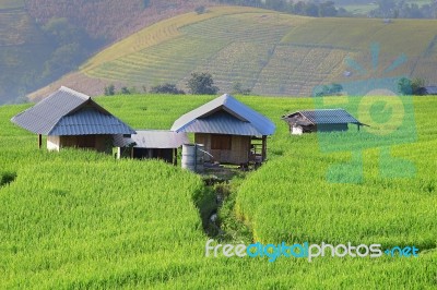 Cornfield Stock Photo