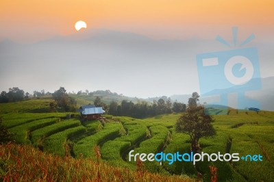 Cornfield Stock Photo