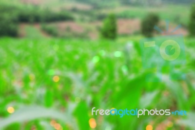 Cornfield With Blurred Images Stock Photo