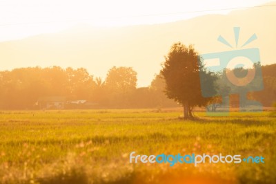 Cornfield With Farmland At Sunset Stock Photo