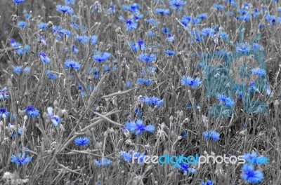 Cornflower Stock Photo