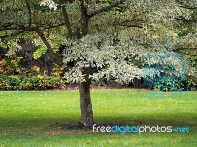 Cornus Controversa Variegata Tree Stock Photo