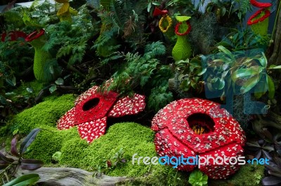 Corpse Flower Was Made Of Interlocking Plastic Bricks Toy (selective Focus At The Front Flower). Scientific Name Is Rafflesia Arnoldii, Rafflesia Kerrii. World's Largest Flower Stock Photo