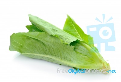 Cos Lettuce On White Background Stock Photo