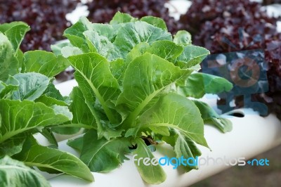 Cos Vegetable Salad Stock Photo