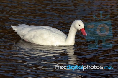 Coscoroba Swan Coscoroba Coscoroba Stock Photo