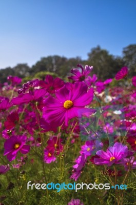 Cosmos Stock Photo