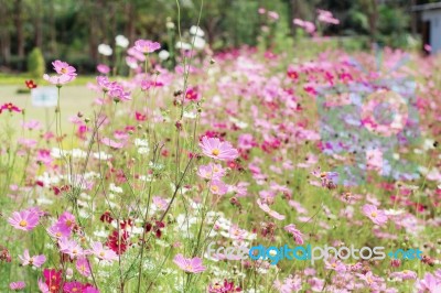 Cosmos Are Drying On Plots Stock Photo