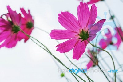 Cosmos At The Sky Stock Photo