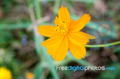 
Cosmos Beautiful Yellow Flowers. Bloom Flourish Bloom Colors Co… Stock Photo