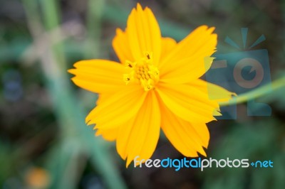 Cosmos Beautiful Yellow Flowers. Bloom Flourish Bloom Colors Contrast With The Green Of The Leaves And Trees Stock Photo