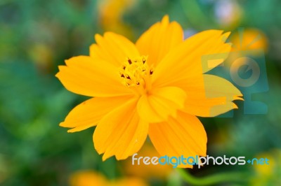 Cosmos Beautiful Yellow Flowers. Bloom Flourish Bloom Colors Contrast With The Green Of The Leaves And Trees Stock Photo