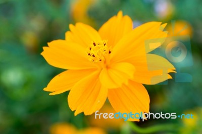 Cosmos Beautiful Yellow Flowers. Bloom Flourish Bloom Colors Contrast With The Green Of The Leaves And Trees Stock Photo