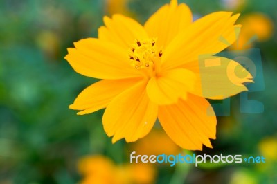 Cosmos Beautiful Yellow Flowers. Bloom Flourish Bloom Colors Contrast With The Green Of The Leaves And Trees Stock Photo