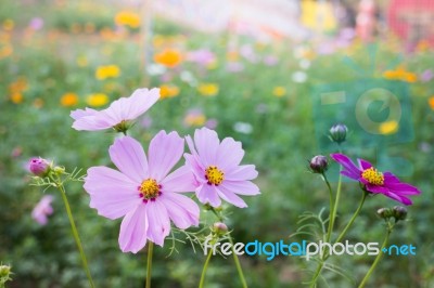 Cosmos Bipinnatus Spring Flowers In Field Stock Photo