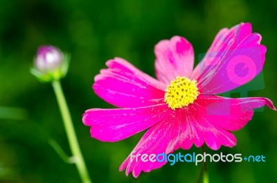 Cosmos Flower Stock Photo