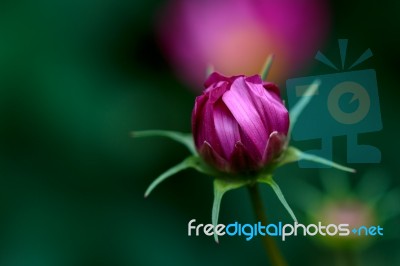 Cosmos Flower Bud Stock Photo