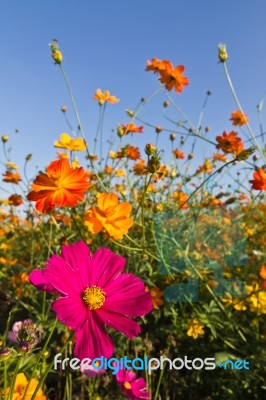 Cosmos Flower Garden Stock Photo