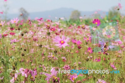 Cosmos Flower Is Drying Stock Photo