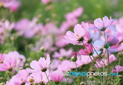 Cosmos Flowers Stock Photo