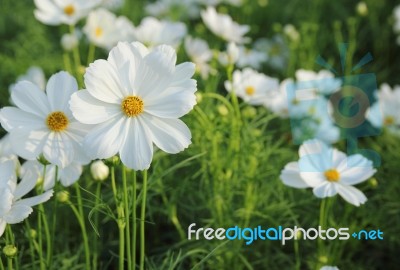 Cosmos Flowers Stock Photo