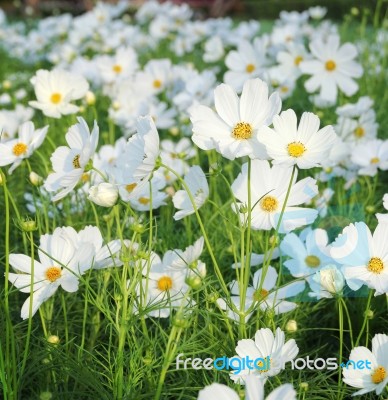 Cosmos Flowers Stock Photo