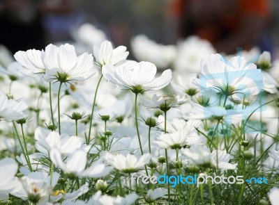 Cosmos Flowers Stock Photo